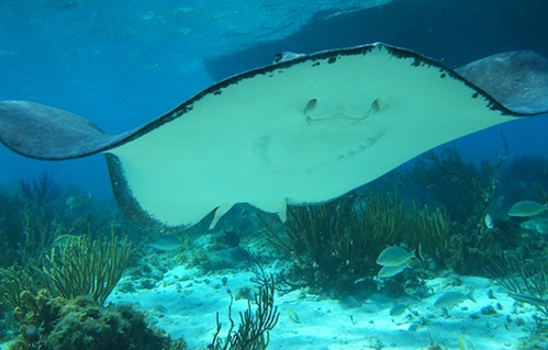 cayman