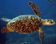turtle