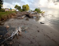Remnants of an old pier and mangrove being inundated by rising sea level at Grenville Bay, Grenada. Grenada and St. Vincent and the Grenadines are located at the Southern end of the Lesser Antilles. These islands are ringed by barrier, patch and fringing