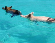 pigs