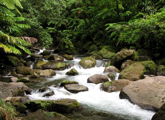 The Beaches and Rivers of Dominica