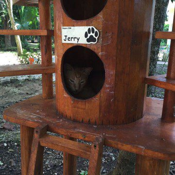 sandos playacar, cat land