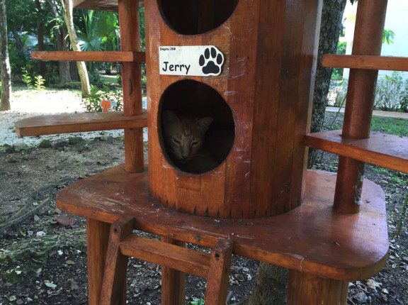 sandos playacar, cat land