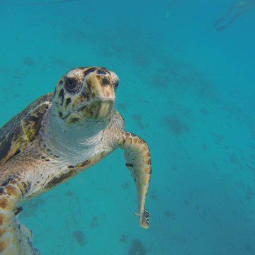 sea turtle