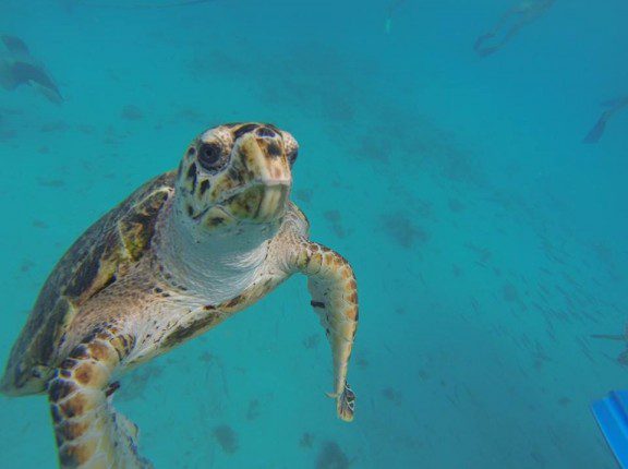 sea turtle