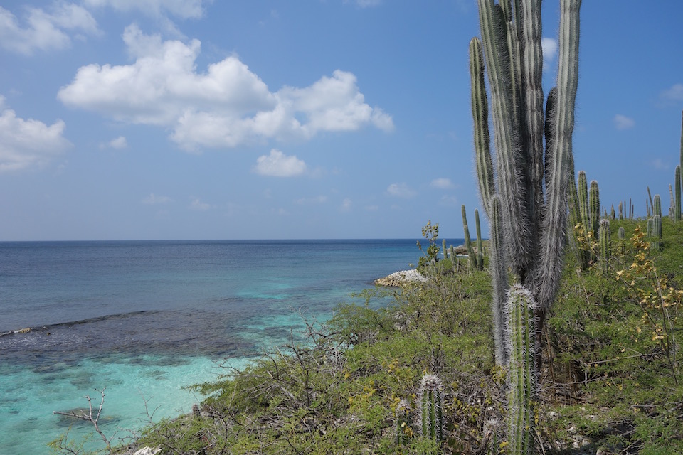 american airlines bonaire