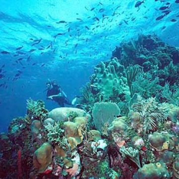 caribbean reefs