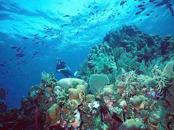 caribbean reefs