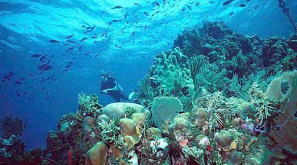 A New Push to Regrow Caribbean Reefs