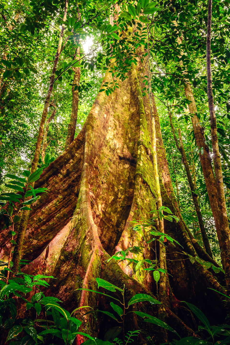 Giants of the Rainforest