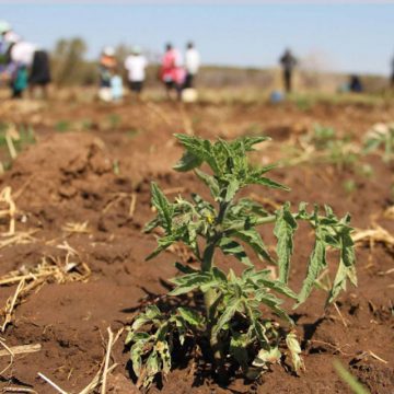 Caribbean Drought Risk