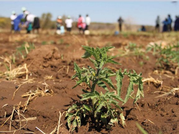 Caribbean Drought Risk