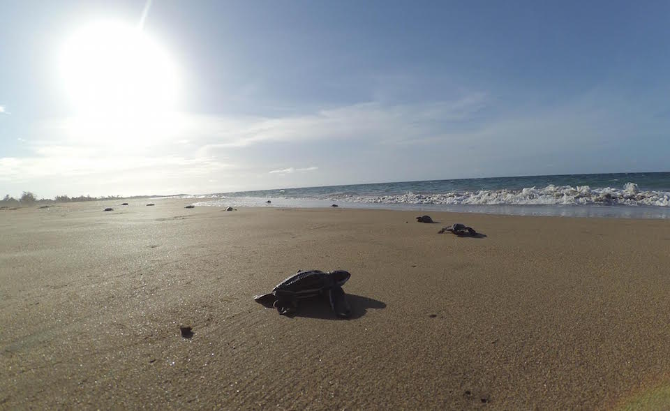 Playa Grande