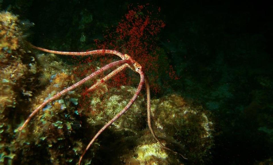 St Lucia Dive Fest