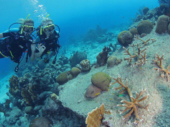 coral restoration curacao