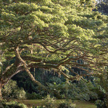martinique tree
