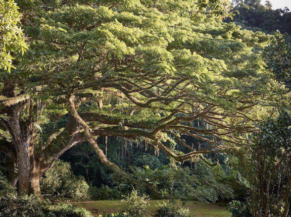 martinique tree