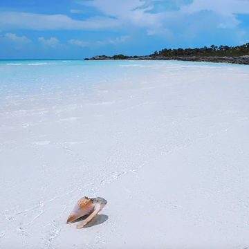 Horse Cay