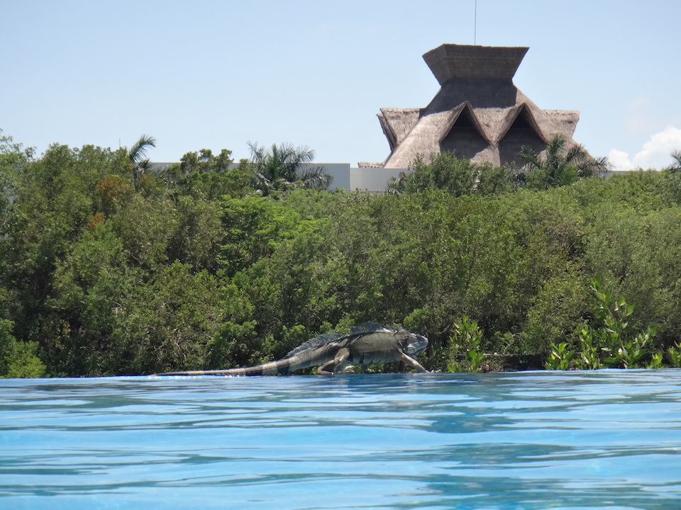 An iguana at the pool.