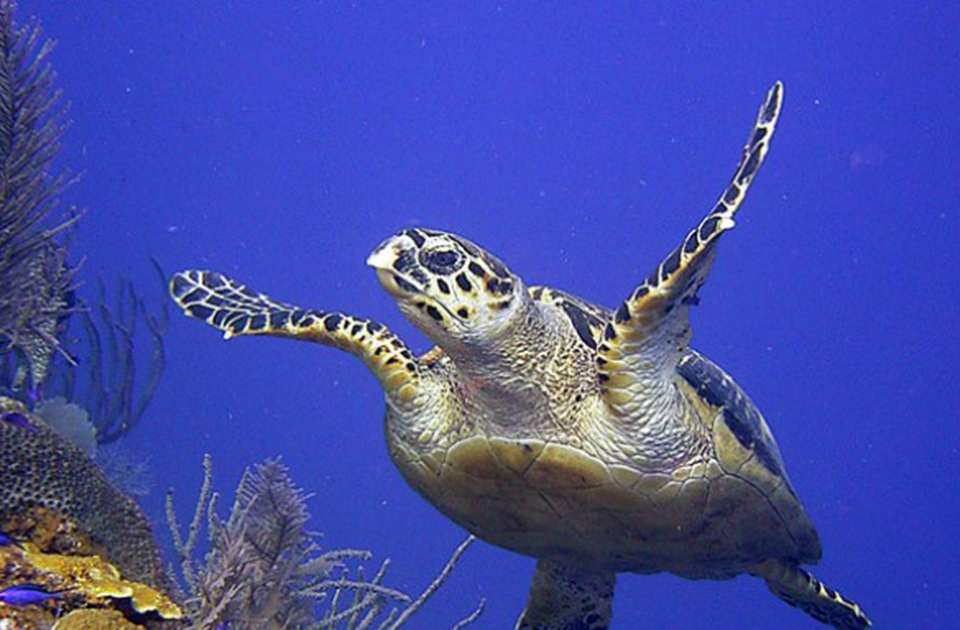 Central Caribbean Marine Institute