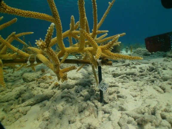 Coral Restoration