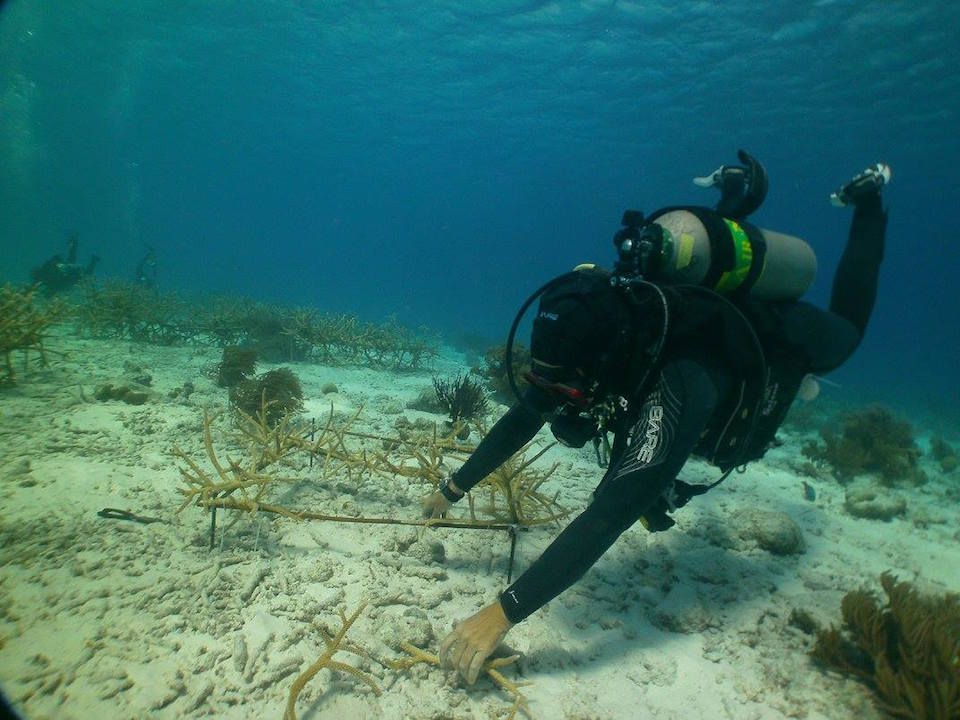 Coral Restoration