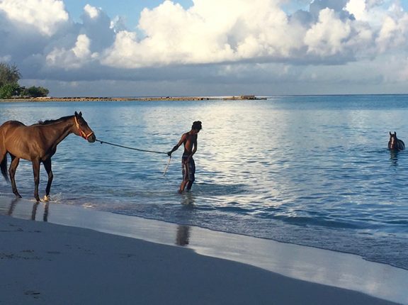 Horses in Barbados