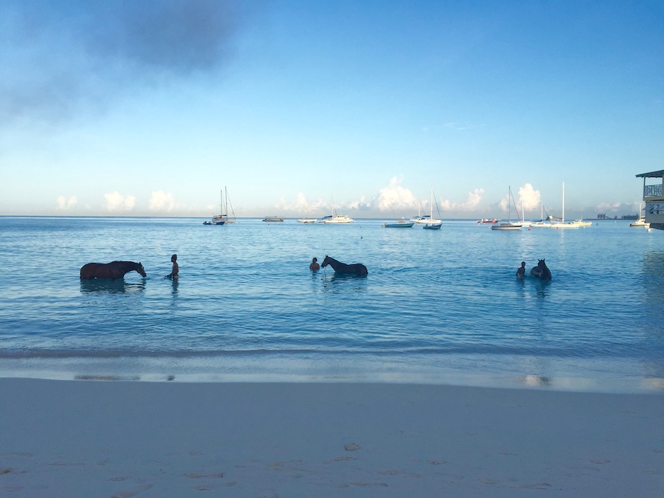 Horses in Barbados