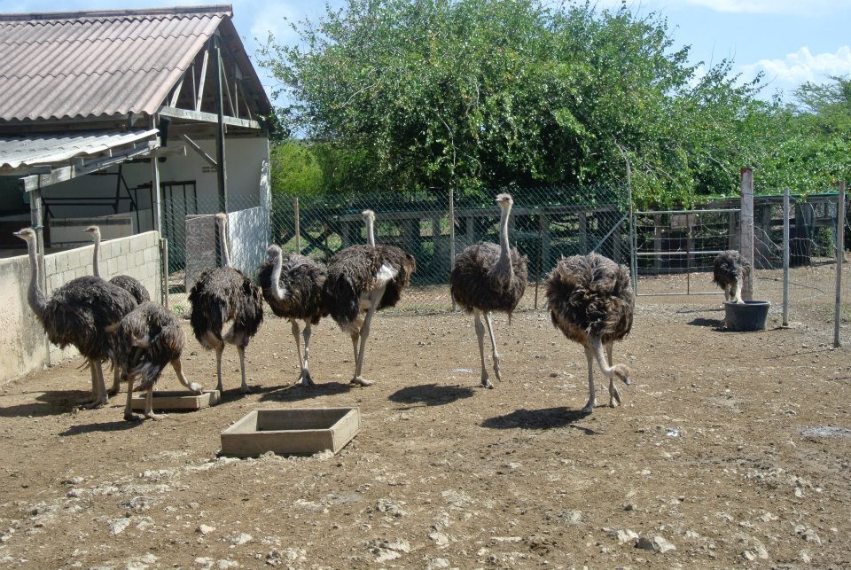 ostrich-farm