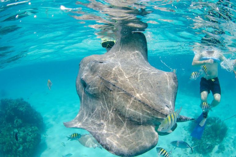 Three Places Where You Can Swim With Stingrays in the Caribbean