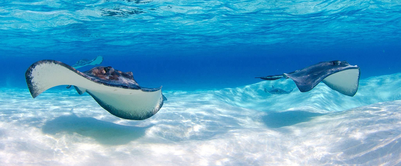 Three Places Where You Can Swim With Stingrays in the Caribbean