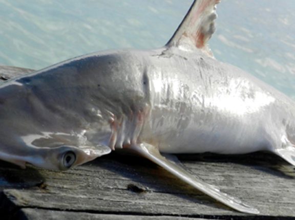 Hammerhead Shark