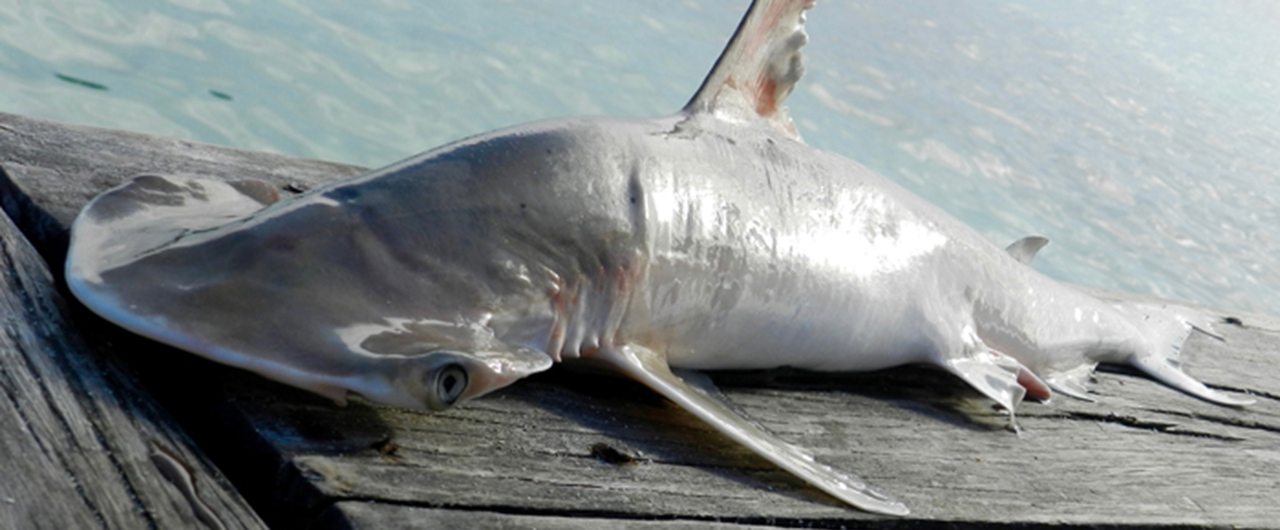 A New Species of Hammerhead Shark?