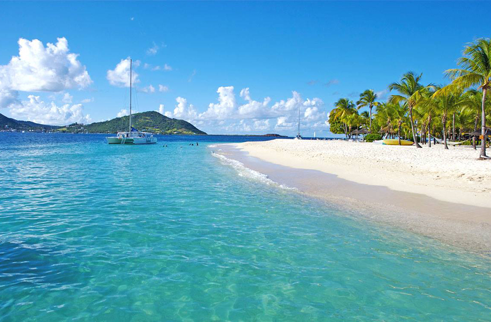 st vincent and the grenadines palm