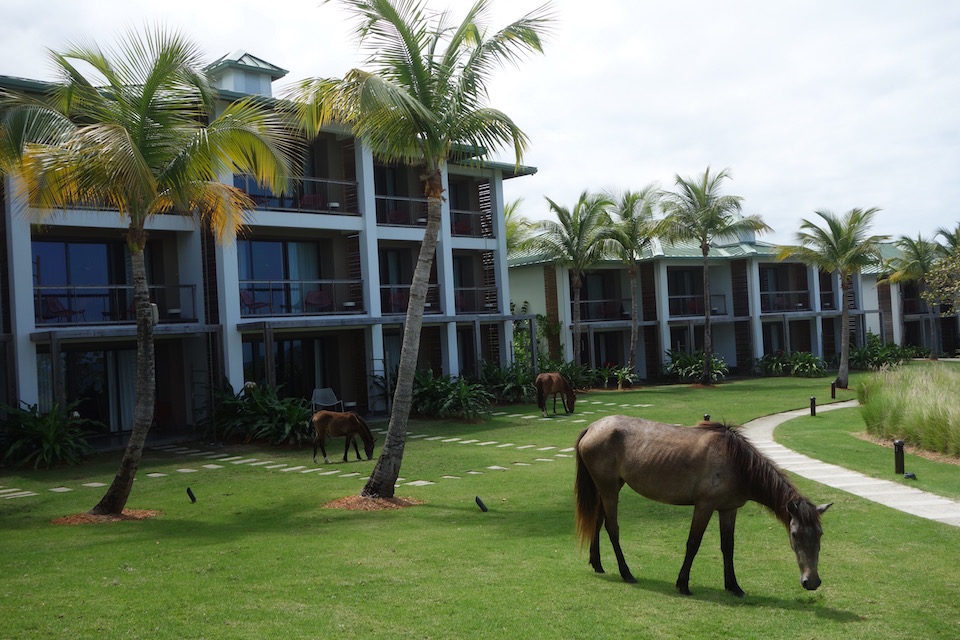 Vieques Hotels