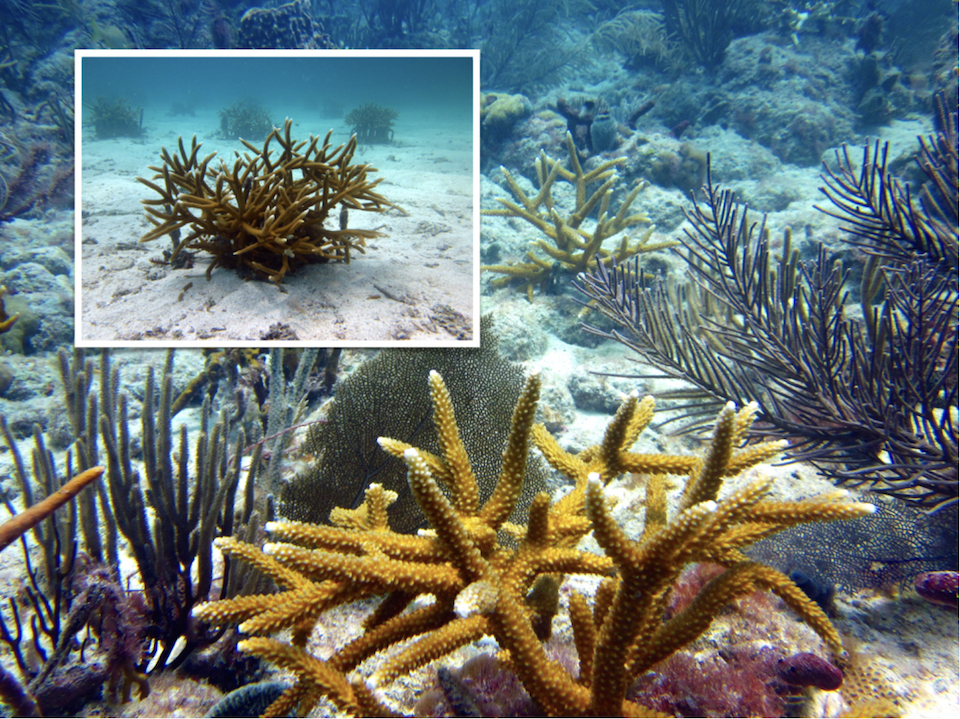 staghorn corals.