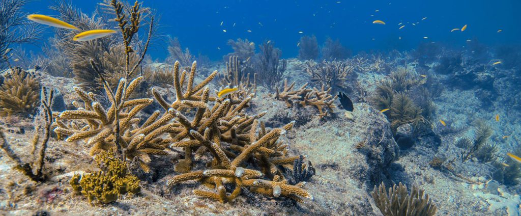 coral restoration in bonaire.
