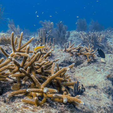 coral restoration in bonaire.