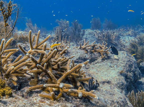 coral restoration in bonaire.