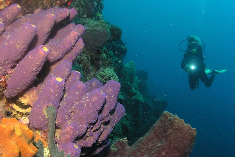 The Best Scuba Diving Destinations in the Caribbean