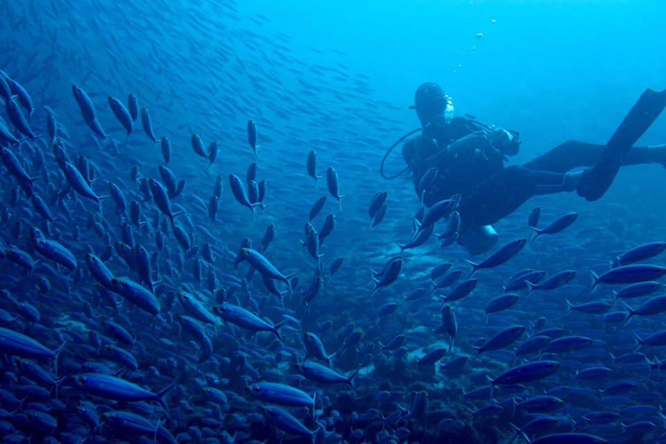 scuba diving