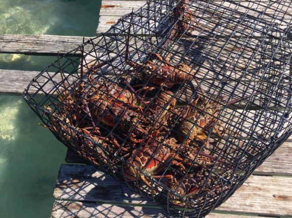 bvi caribbean food fete lobster