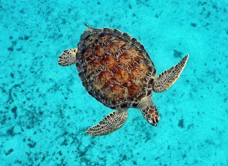 Caribbean Photo of the Week: A Sea Turtle in Barbados