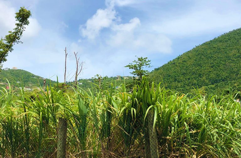 Rum Journal Tortola’s Legendary Rum Distillery