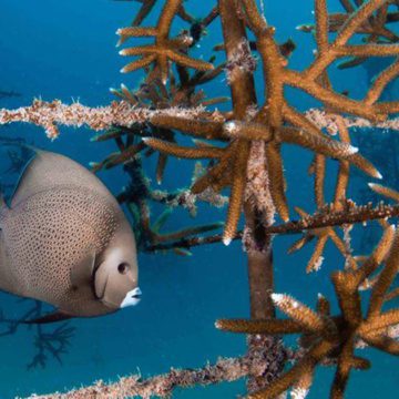 coral reefs