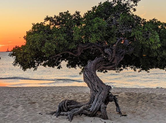 caribbean photo aruba tree