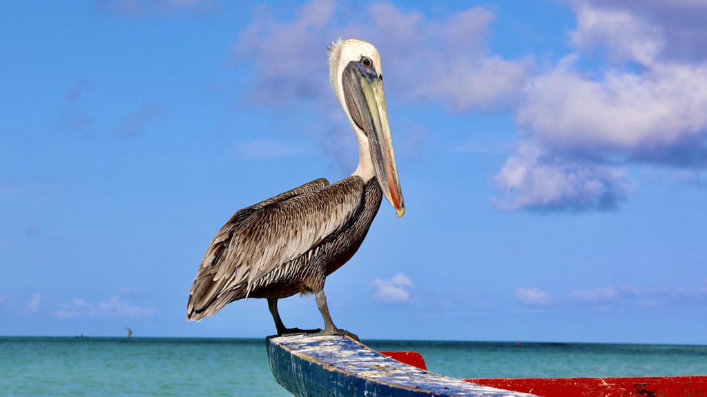 caribbean photo aruba pelican