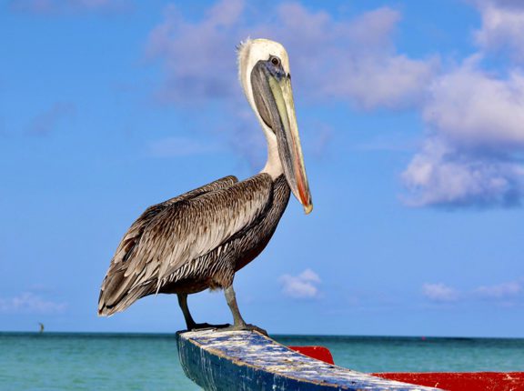 caribbean photo aruba pelican