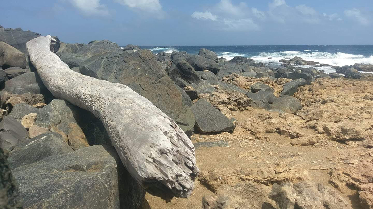 Caribbean Photo of the Week The Gold Mill Ruins in Aruba