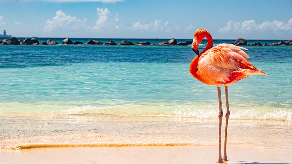 caribbean photo aruba flamingo